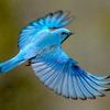 Bluebird